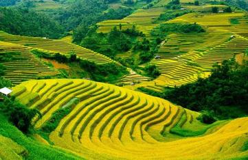 Pu Luong ripe rice season - The most beautiful season