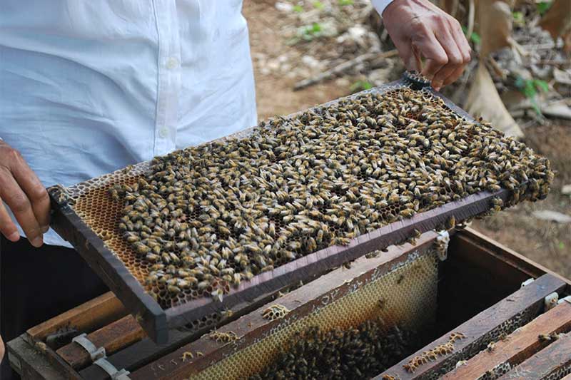 Bee farms in Cambodia