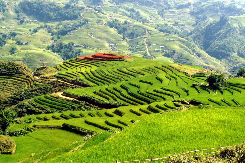 Terraced fields in Muong Hoa valley - Sapa