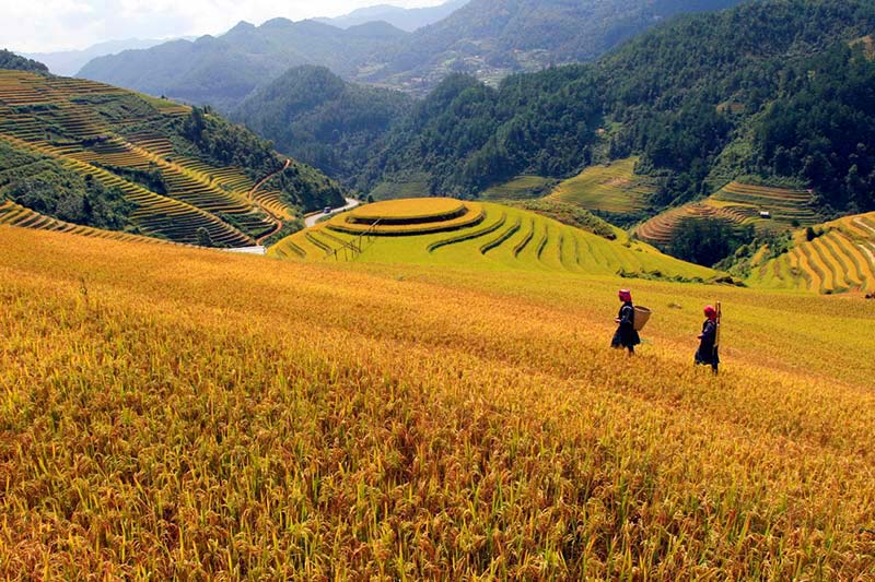 Terraced field in Vietnam Private Tours