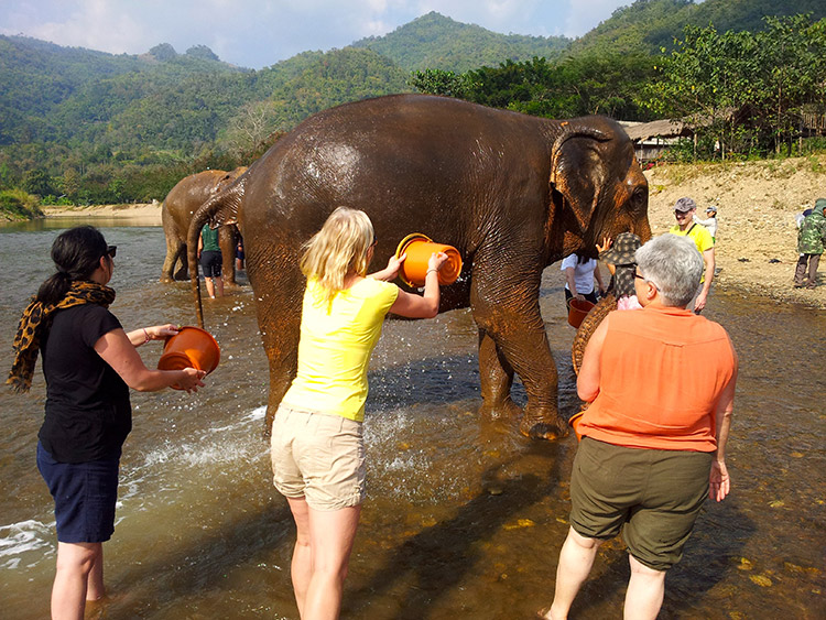 Thailand elephant Tours