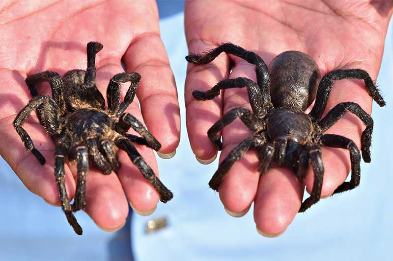 Tarantula in Cambodia Tarantula in Cambodia