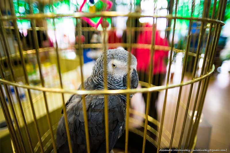 Set caged bird free, Myanmar Set caged bird free, Myanmar