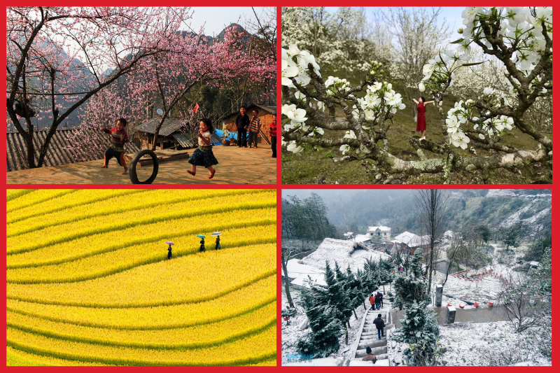 blossoms20sapa Flowers in four seasons in Sapa