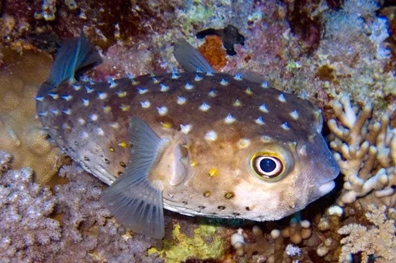Pufferfish Pufferfish, Vietnam