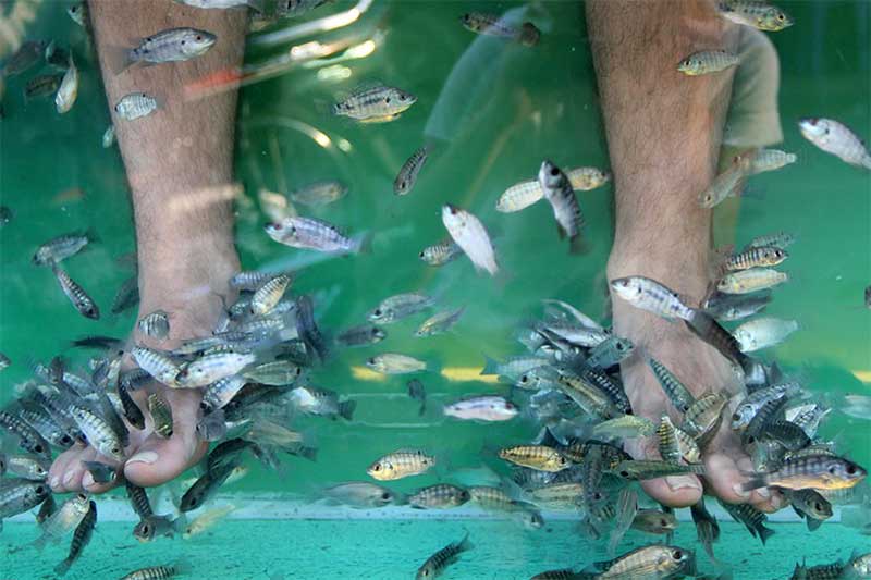 Fish massage in Siem Reap, Cambodia Fish massage in Siem Reap, Cambodia