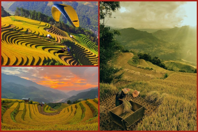 golden20rice20season20mu20cang20chai202 Golden rice season Mu Cang Chai