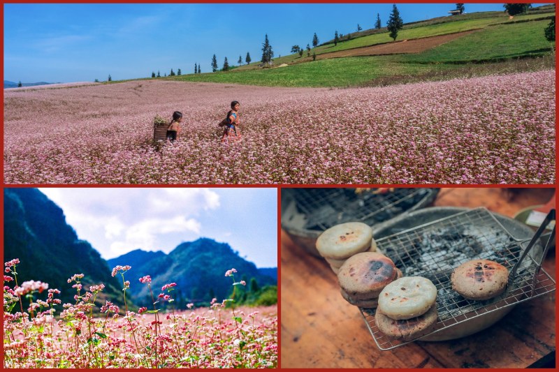ha20giang20buckwheat20flowers20in20winter Ha Giang buckwheat flowers in winter