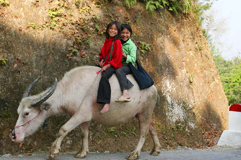 Kids ridding buffalo in Ha Giang Ethnic kids in Ha Giang