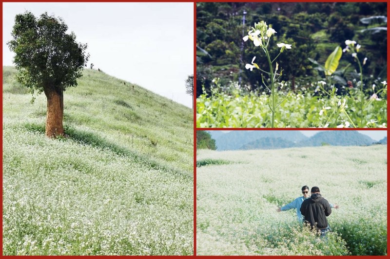 lun20village20in20white20mustard20flower20season Lun Village in white mustard flower season