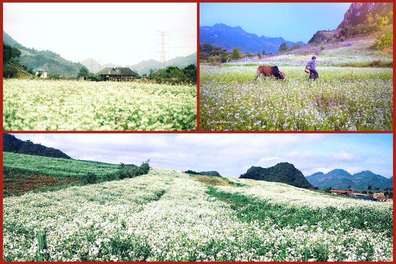 moc20chau20farm20town20in20white20mustard20flower20season Moc Chau Farm Town in white mustard flower season