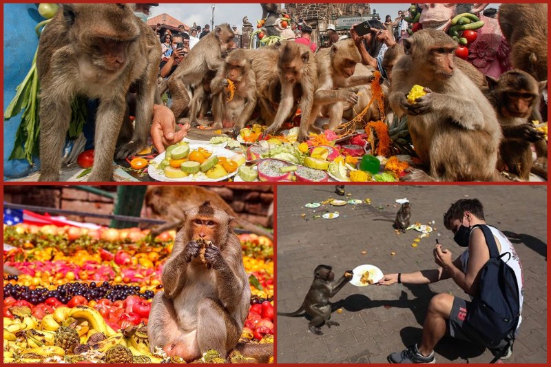 monkey20buffet20festival20in20thailand Monkey Buffet Festival in Thailand