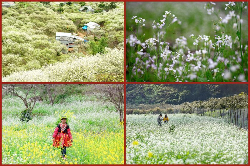 na20ka20valley20in20moc20chau20white20mustard20flower20season Na Ka Valley in Moc Chau white mustard flower season