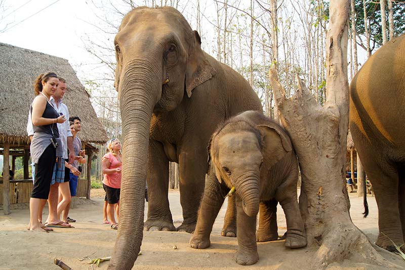 Elephant Sanctuary in Chiang Rai Elephant Sanctuary in Chiang Rai Tours