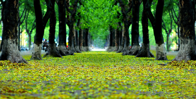 the romantic scenery of the autumn in Hanoi hanoi autumn