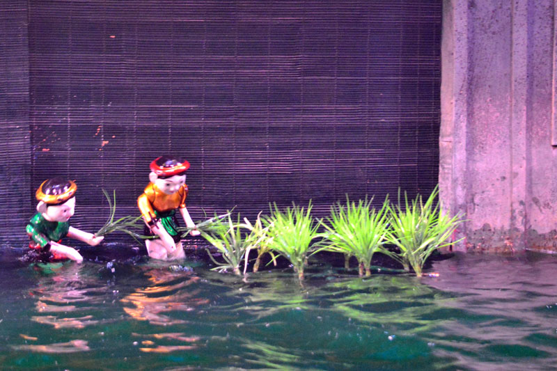 planting rice planting rice vietnam tours