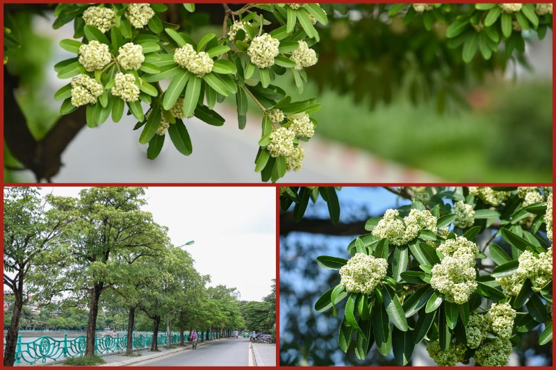seeing20and20smelling20the20milk20flowers20in20hanoi Seeing and smelling the milk flowers in Hanoi