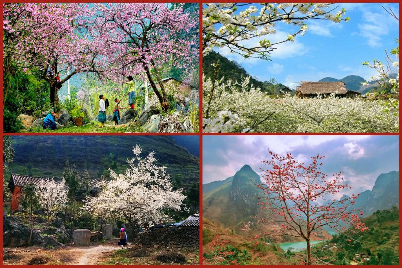 spring20flowers20in20ha20giang Spring flowers in Ha Giang