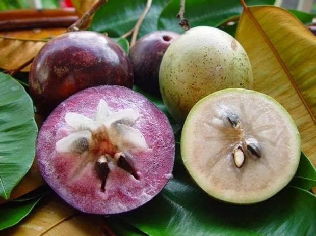 star-apple-vietnam star-apple