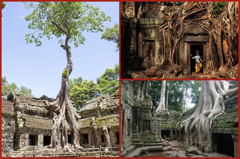 ta20prohm20temple20siem20reap Ta Prohm Temple, Siem Reap