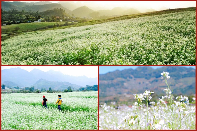the20best20time20when20white20mustard20flowers20bloom20in20moc20chau The best time when white mustard flowers bloom in Moc Chau