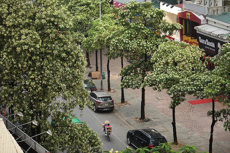 the scent of milk flowers hanoi autumn