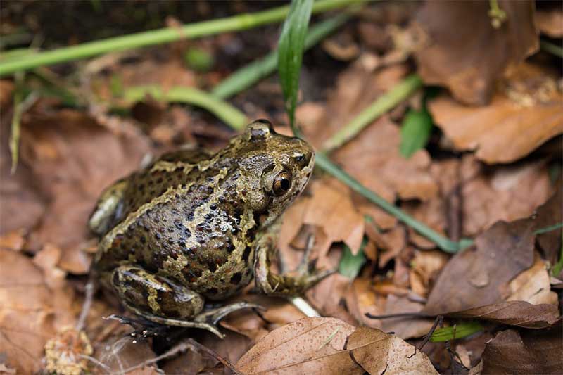 Toads Toads