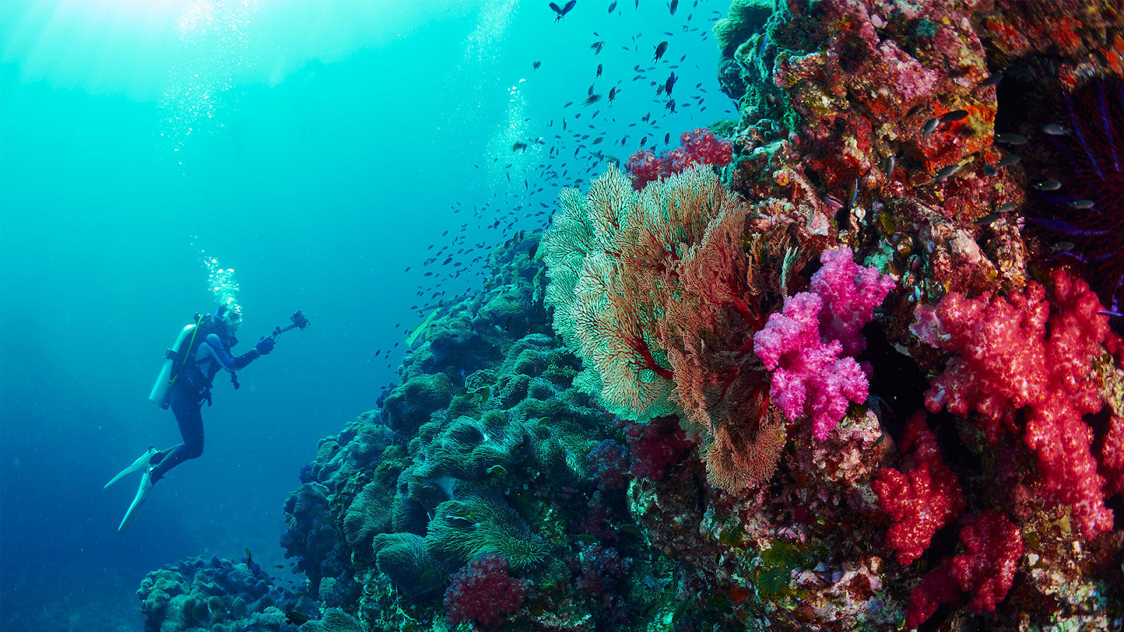 thai diving