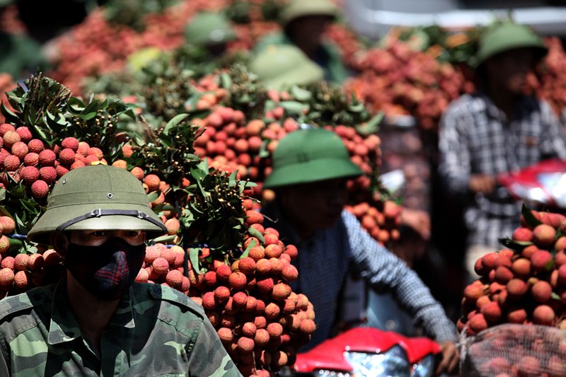 lychee vietnam lychee